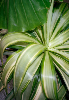 Carlota Barberán Madruga. Communication designer, branding, web design and social focused